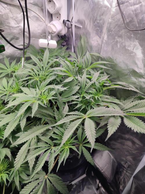 Diesel CBD. Week 9