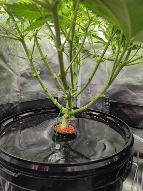 Sticky Broccoli 🥦 - EGC 2026. Week 8
