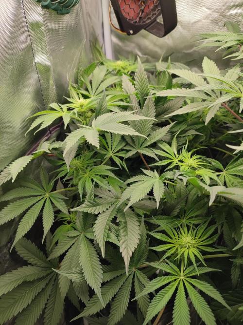 Sticky Broccoli 🥦 - EGC 2026. Week 8