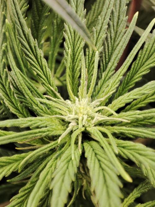 Diesel CBD. Week 10