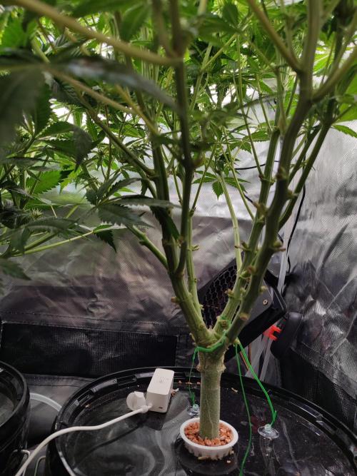 Diesel CBD. Week 10