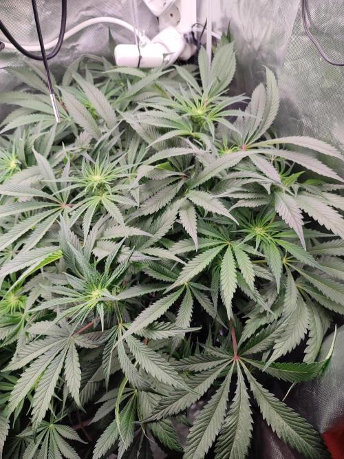 Diesel CBD. Week 10