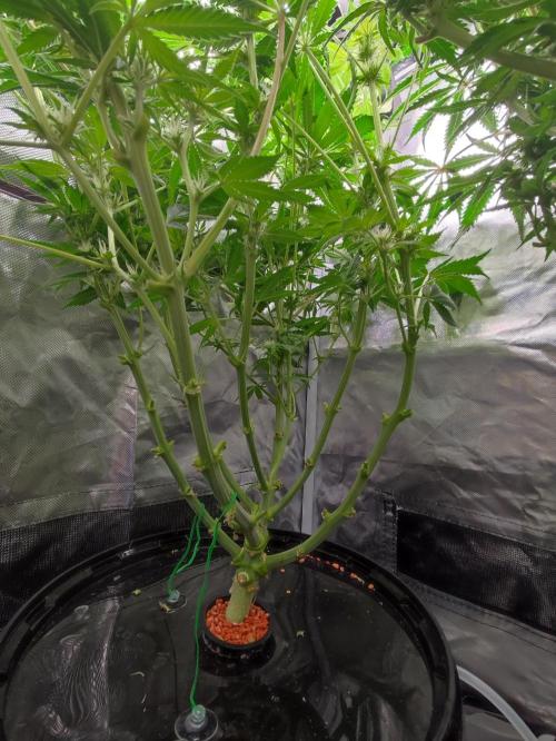 Sticky Broccoli 🥦 - EGC 2026. Week 9