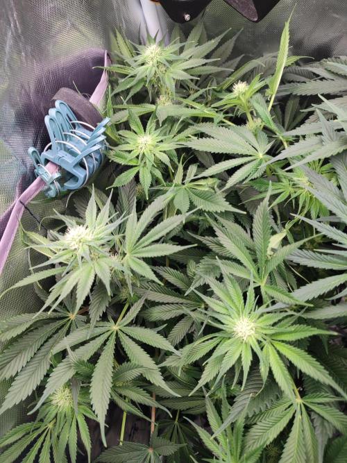 Sticky Broccoli 🥦 - EGC 2026. Week 9