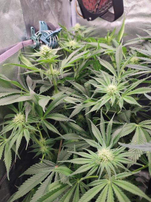 Sticky Broccoli 🥦 - EGC 2026. Week 9