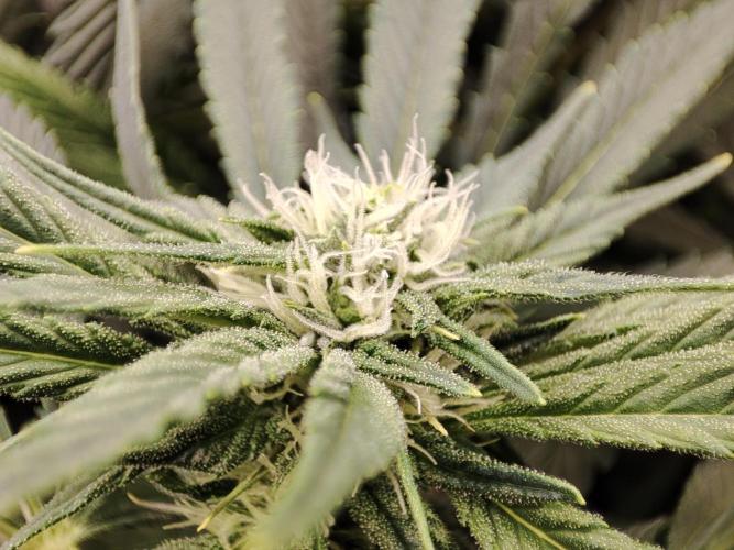 Diesel CBD. Week 11