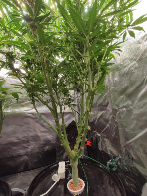 Diesel CBD. Week 11