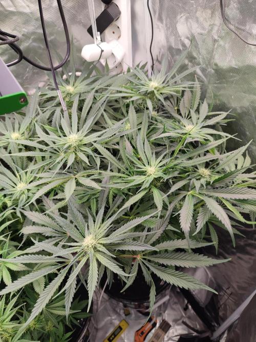 Diesel CBD. Week 11