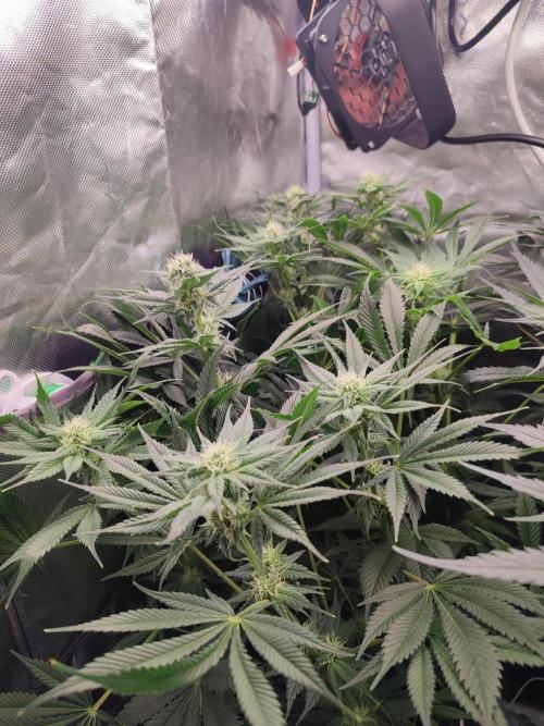 Sticky Broccoli 🥦 - EGC 2026. Week 10