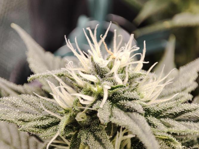 Sticky Broccoli 🥦 - EGC 2026. Week 10