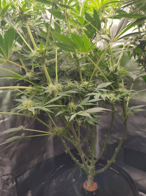Sticky Broccoli 🥦 - EGC 2026. Week 10