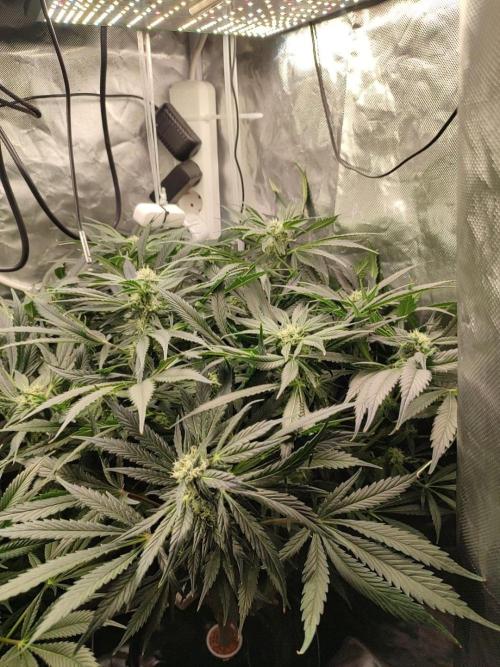 Diesel CBD. Week 12