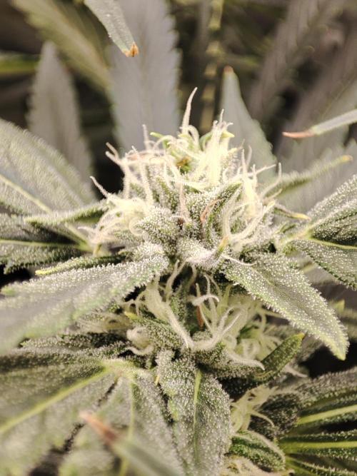 Diesel CBD. Week 12