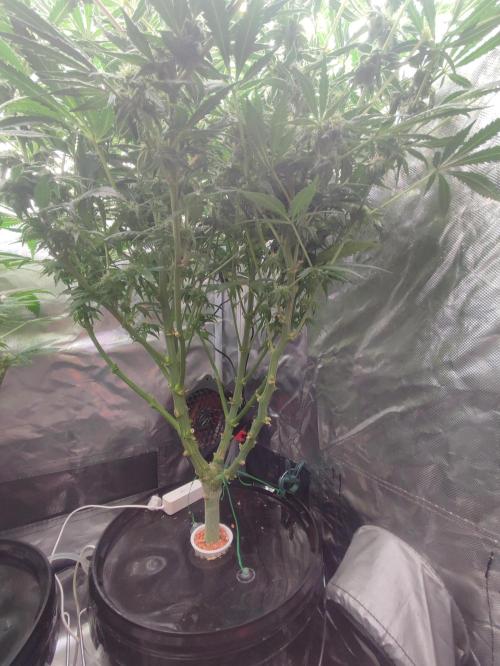 Diesel CBD. Week 12