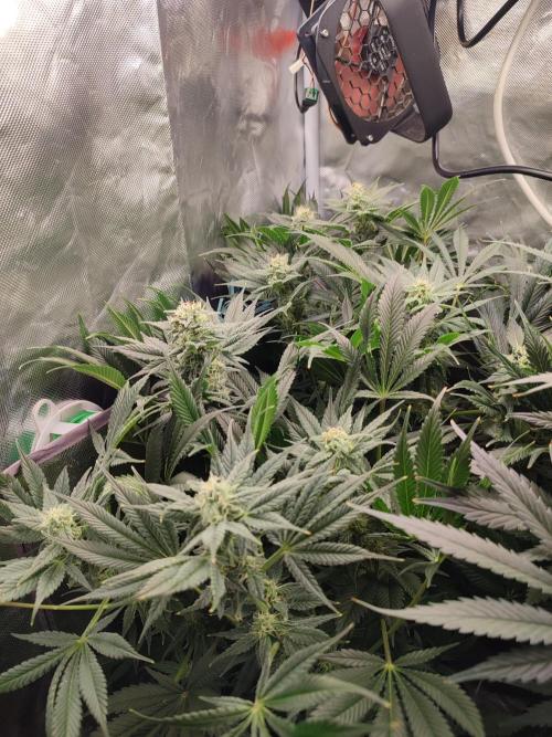 Sticky Broccoli 🥦 - EGC 2026. Week 11