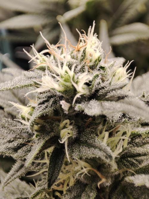 Sticky Broccoli 🥦 - EGC 2026. Week 11
