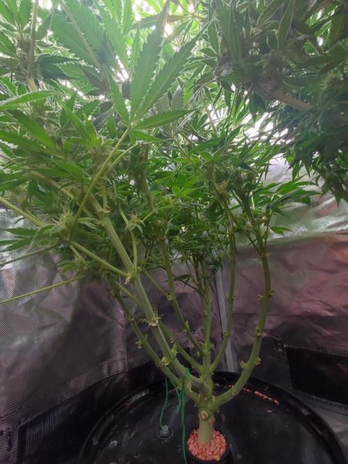 Sticky Broccoli 🥦 - EGC 2026. Week 11