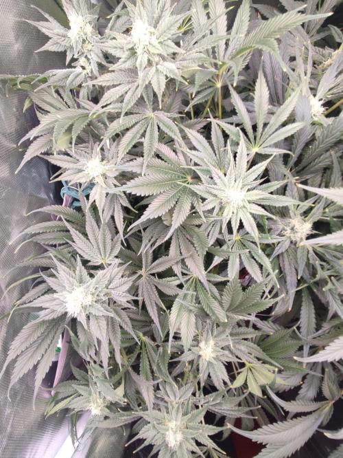 Sticky Broccoli 🥦 - EGC 2026. Week 11