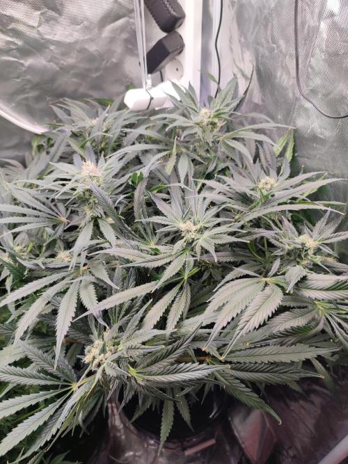 Diesel CBD. Week 13