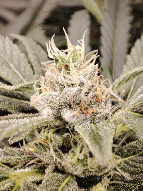 Diesel CBD. Week 13