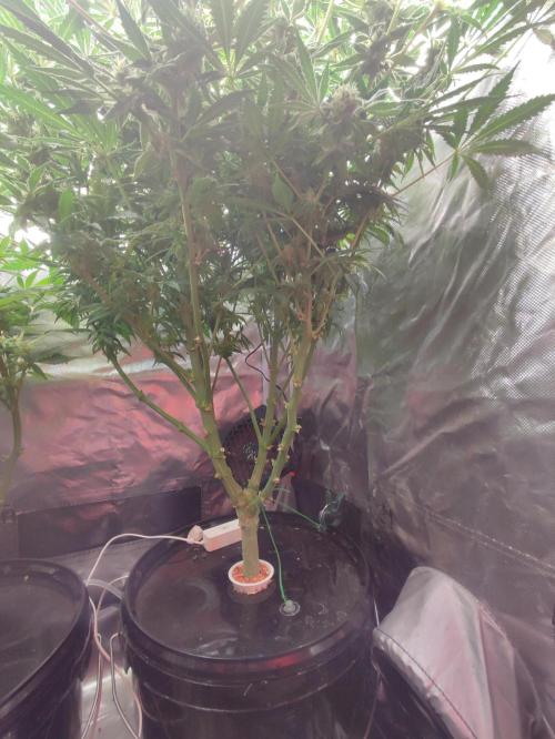 Diesel CBD. Week 13
