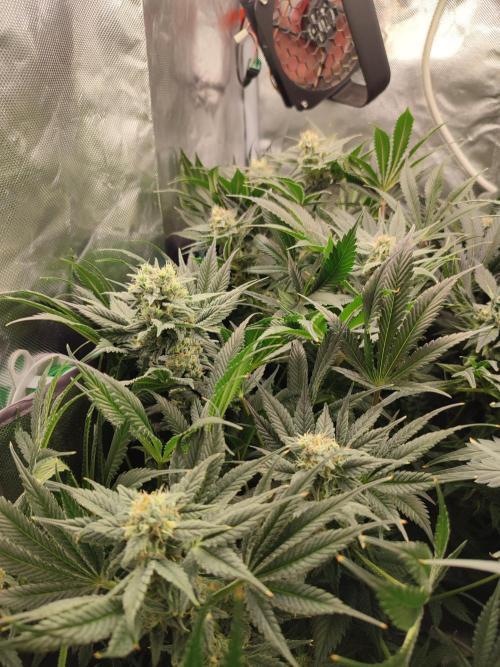 Sticky Broccoli 🥦 - EGC 2026. Week 12