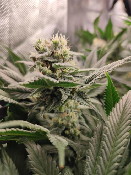 Sticky Broccoli 🥦 - EGC 2026. Week 12