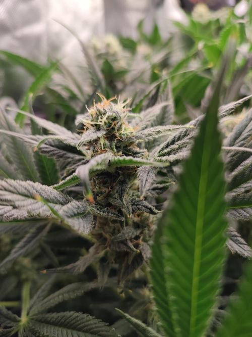 Sticky Broccoli 🥦 - EGC 2026. Week 12