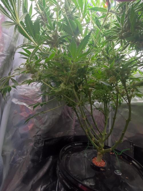 Sticky Broccoli 🥦 - EGC 2026. Week 12