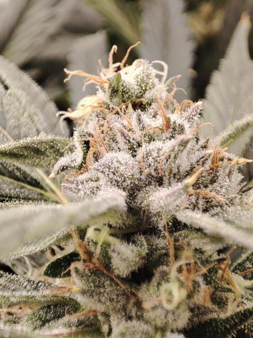 Diesel CBD. Week 14