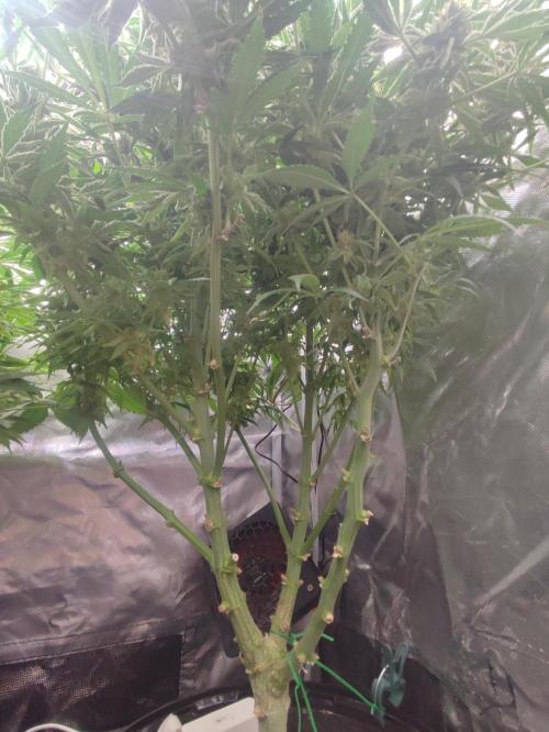 Diesel CBD. Week 14