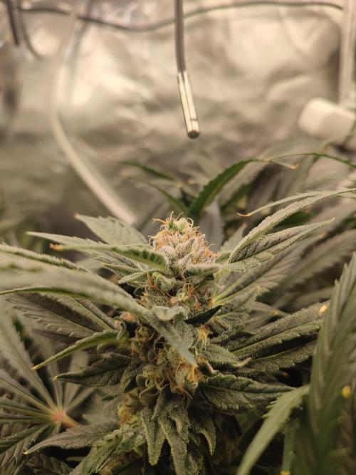 Diesel CBD. Week 14