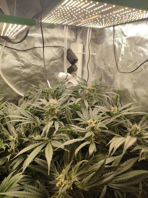 Diesel CBD. Week 14