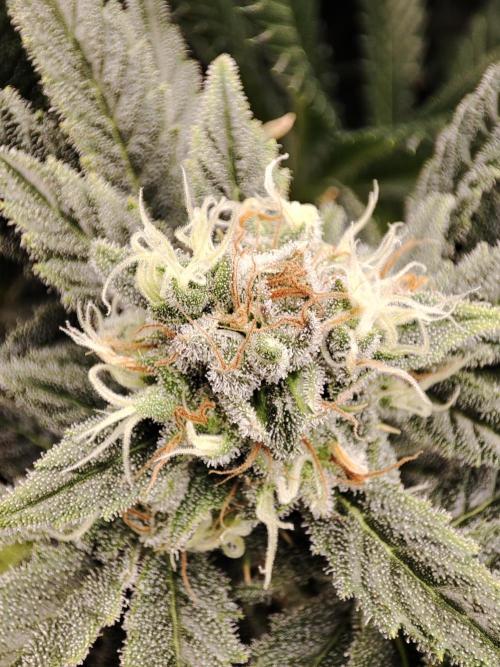 Sticky Broccoli 🥦 - EGC 2026. Week 13