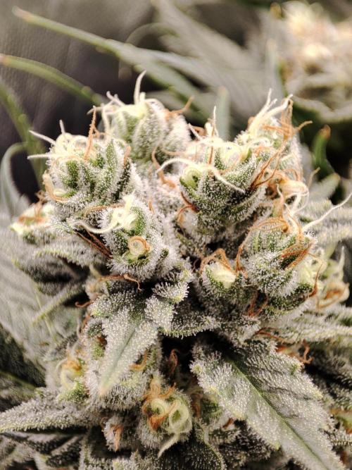 Sticky Broccoli 🥦 - EGC 2026. Week 13