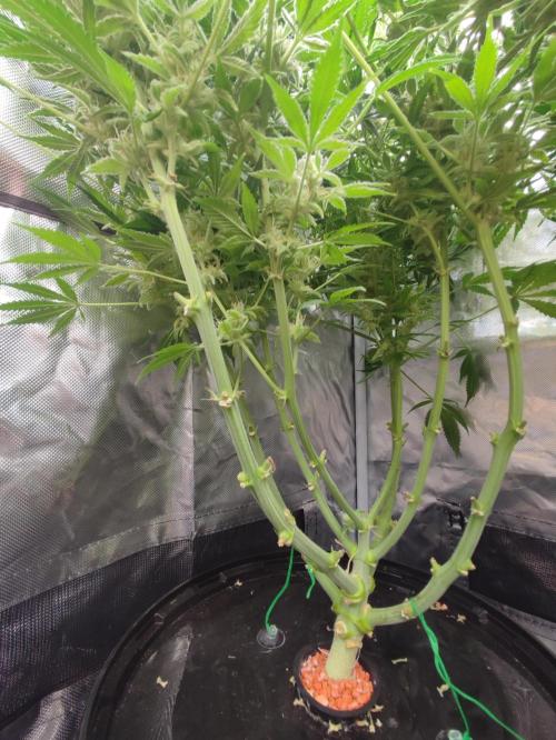 Sticky Broccoli 🥦 - EGC 2026. Week 13