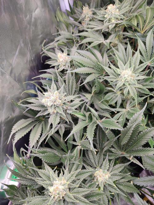 Sticky Broccoli 🥦 - EGC 2026. Week 13