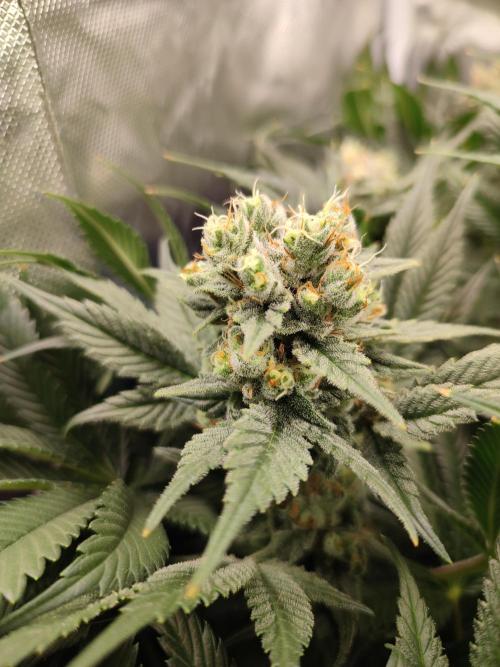 Sticky Broccoli 🥦 - EGC 2026. Week 13