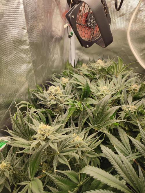 Sticky Broccoli 🥦 - EGC 2026. Week 13