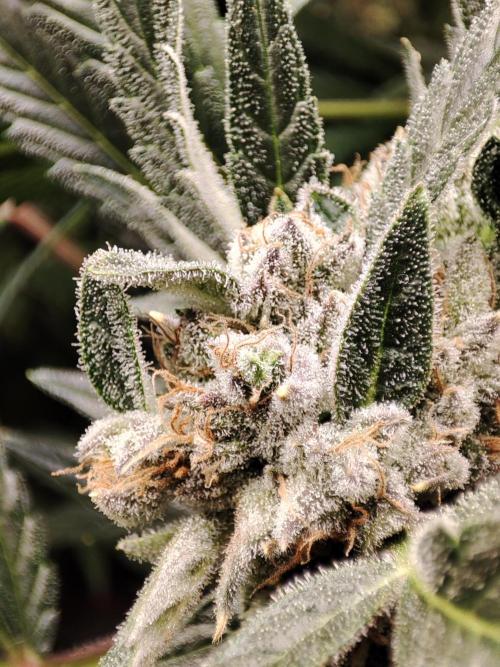 Diesel CBD. Week 15