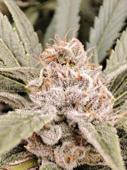 Diesel CBD. Week 15