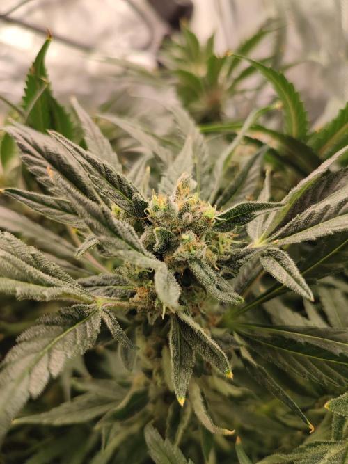 Diesel CBD. Week 15
