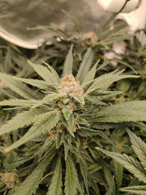 Diesel CBD. Week 15