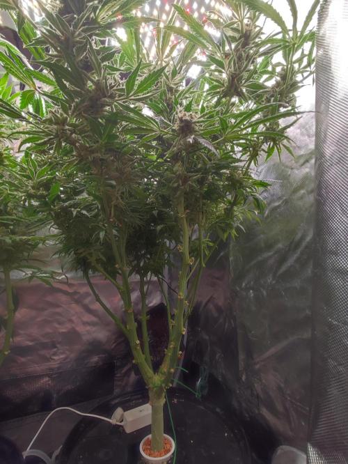 Diesel CBD. Week 15