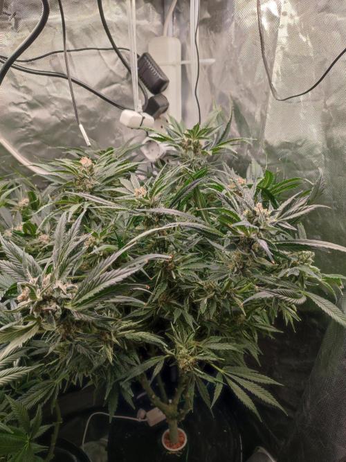 Diesel CBD. Week 15