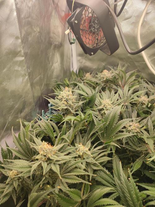 Sticky Broccoli 🥦 - EGC 2026. Week 14