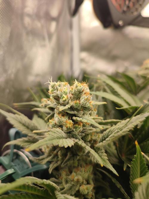 Sticky Broccoli 🥦 - EGC 2026. Week 14