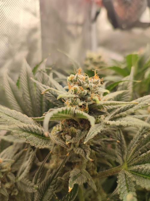 Sticky Broccoli 🥦 - EGC 2026. Week 14