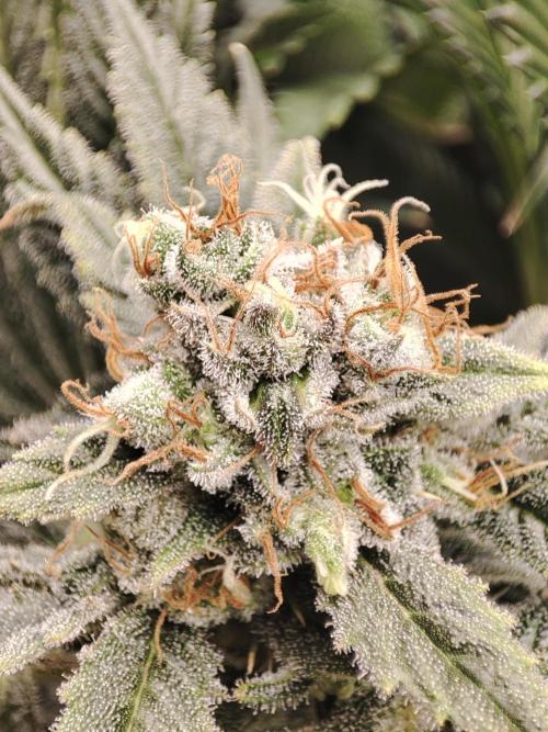 Sticky Broccoli 🥦 - EGC 2026. Week 14