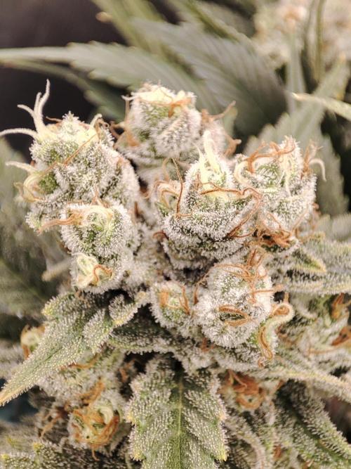 Sticky Broccoli 🥦 - EGC 2026. Week 14